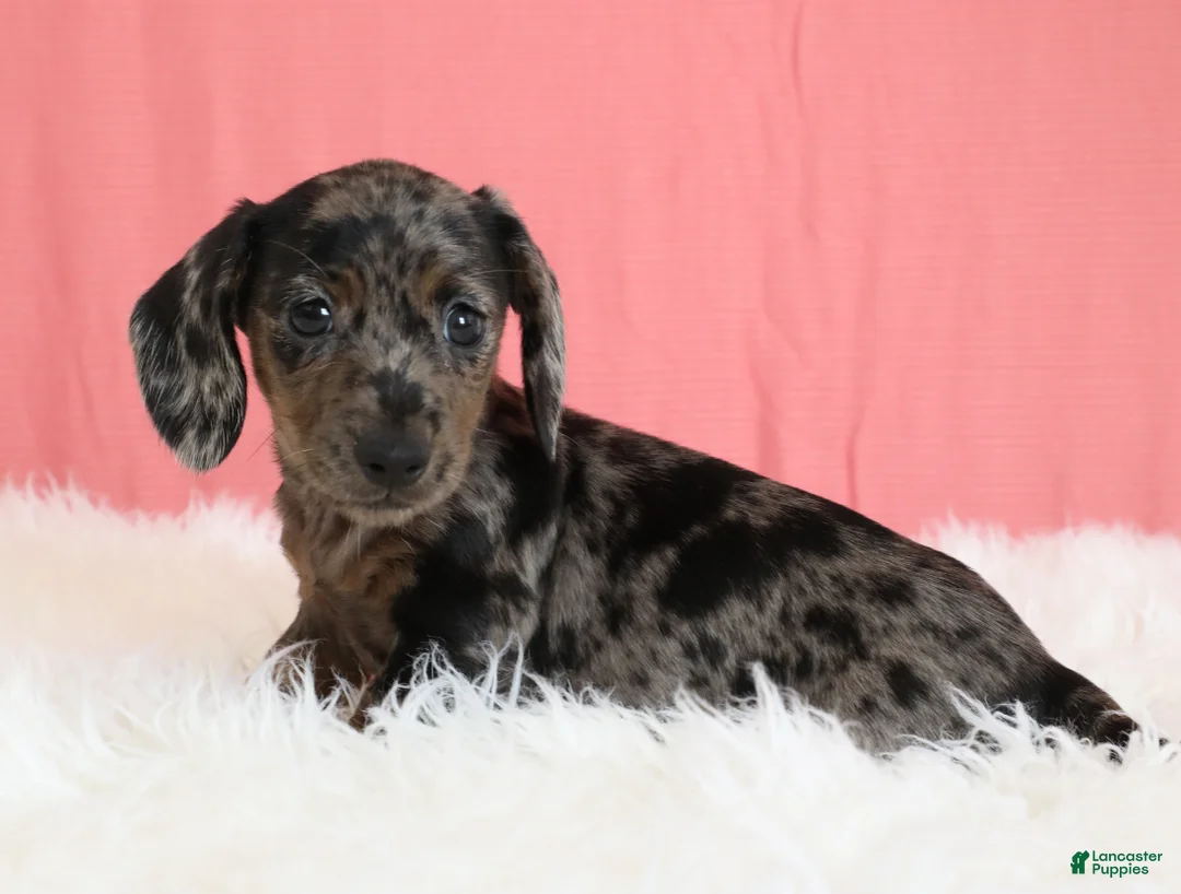 Miniature Dachshund dogs for sale: Peaches 🍑 - Ad 2
