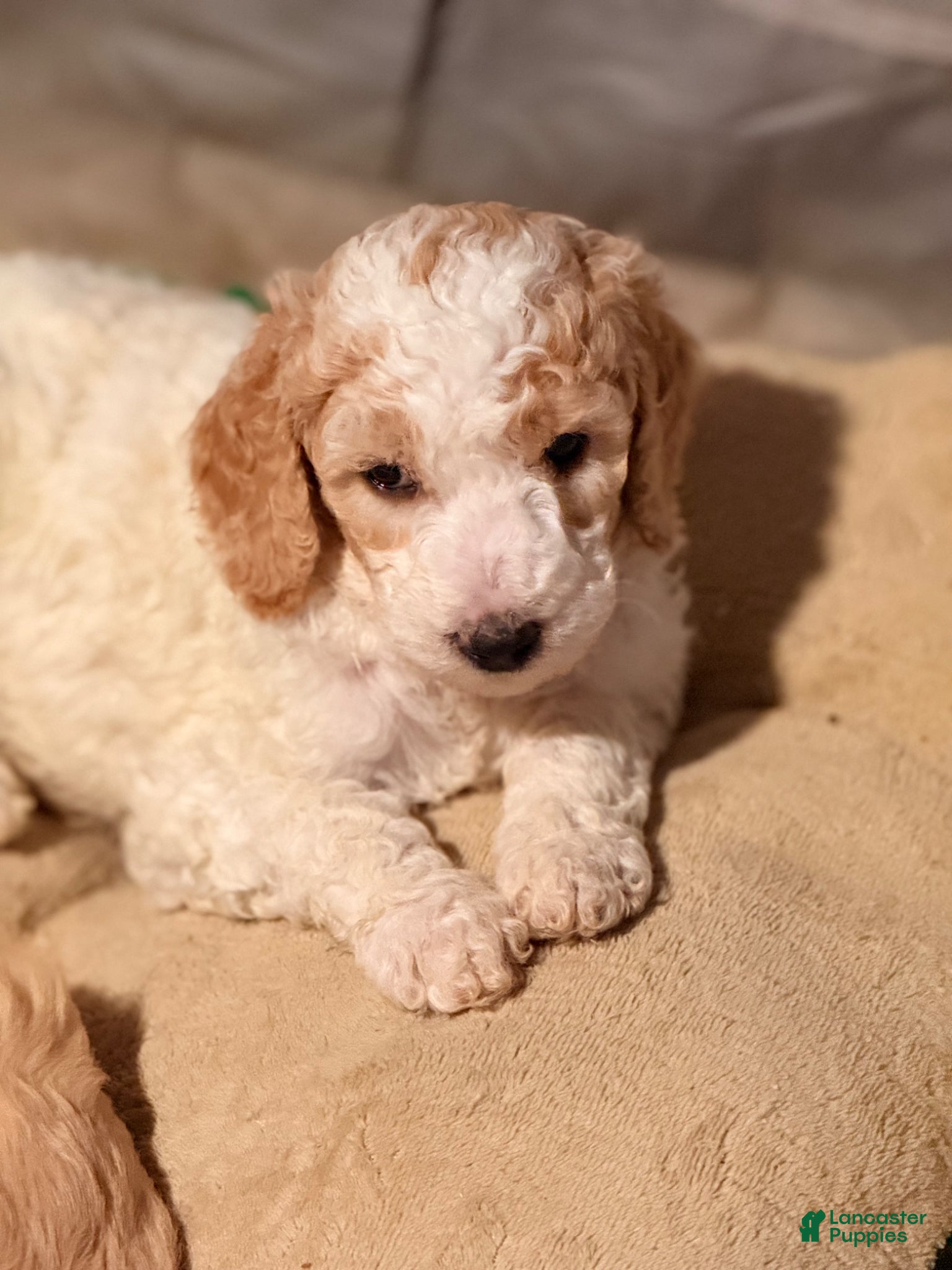 Goldendoodle dogs for sale: Goldendoodle Puppy 5 - Ad 3