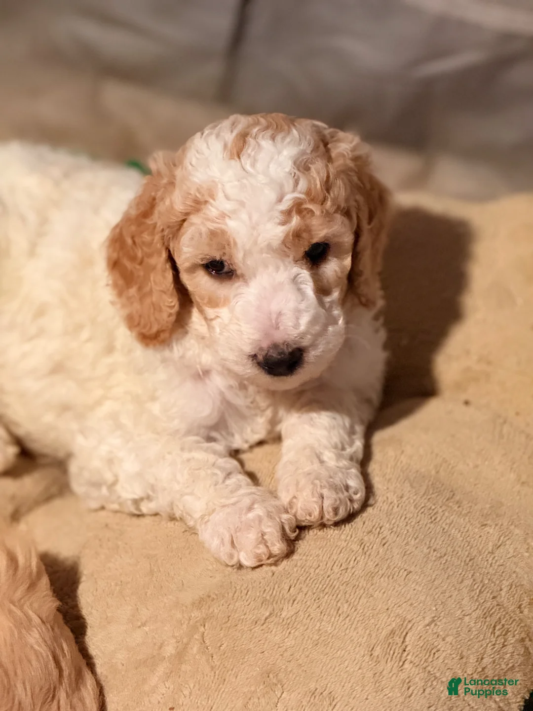 Goldendoodle dogs for sale: Goldendoodle Puppy 5 - Ad 1