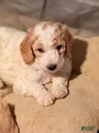 Goldendoodle Puppy 5