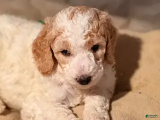 Goldendoodle dogs for sale: Goldendoodle Puppy 5 - Ad 3