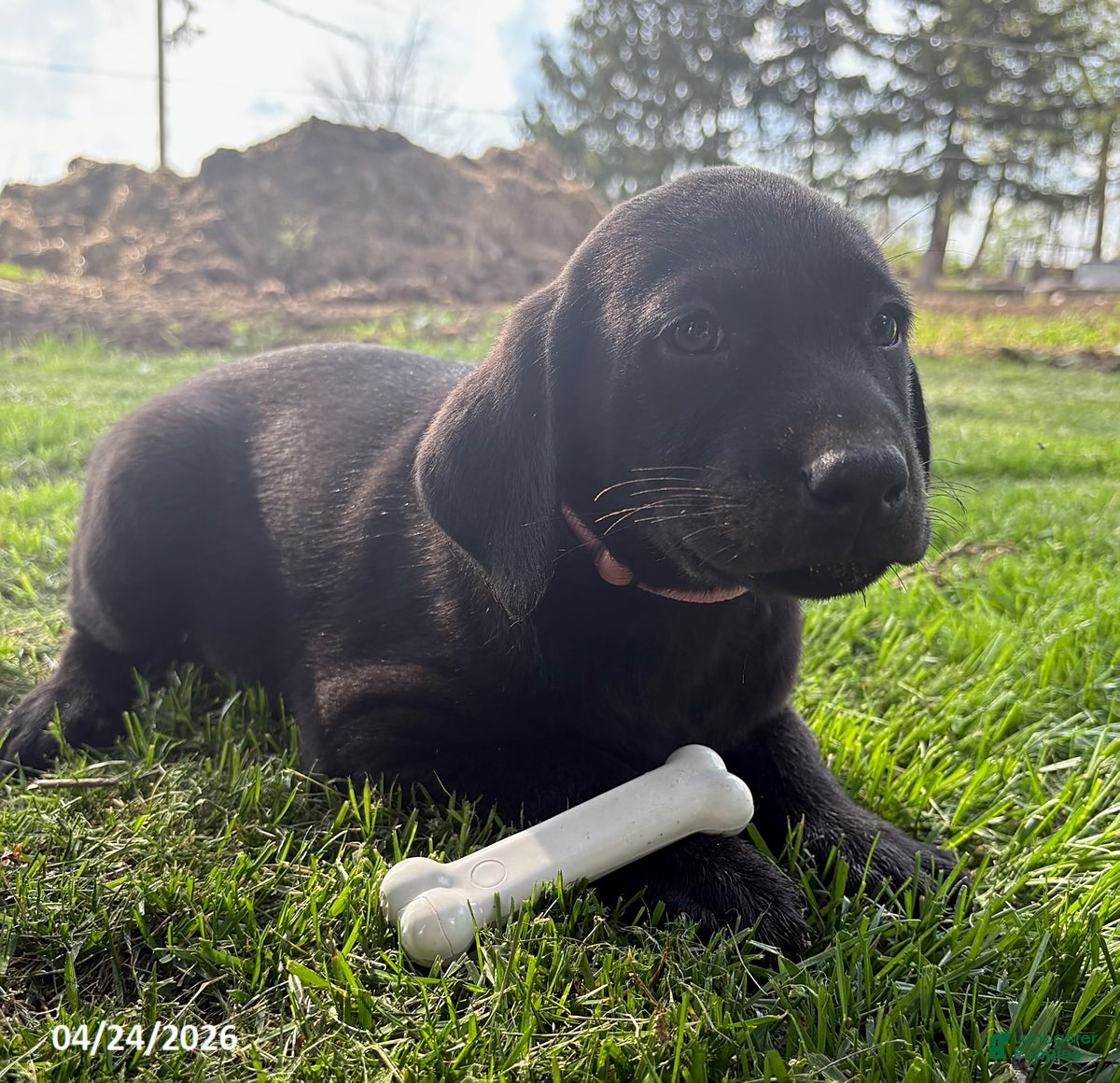 Labrador Retriever dogs Molly - Ad 2