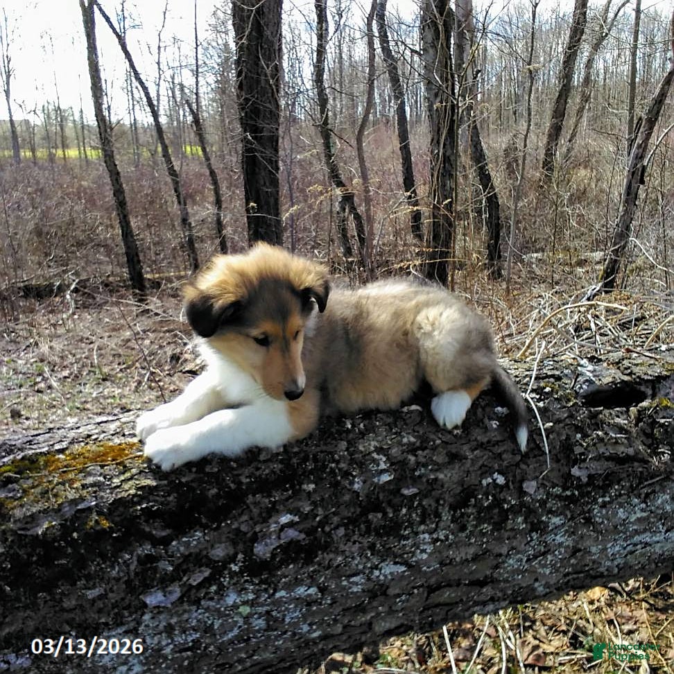 Collie dogs Snickers - Ad 1