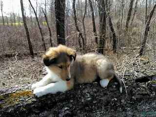 Collie dogs for sale: Snickers - Ad 1