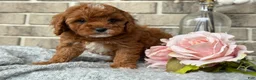 Cavapoo dogs for sale: Kassie - Ad 4