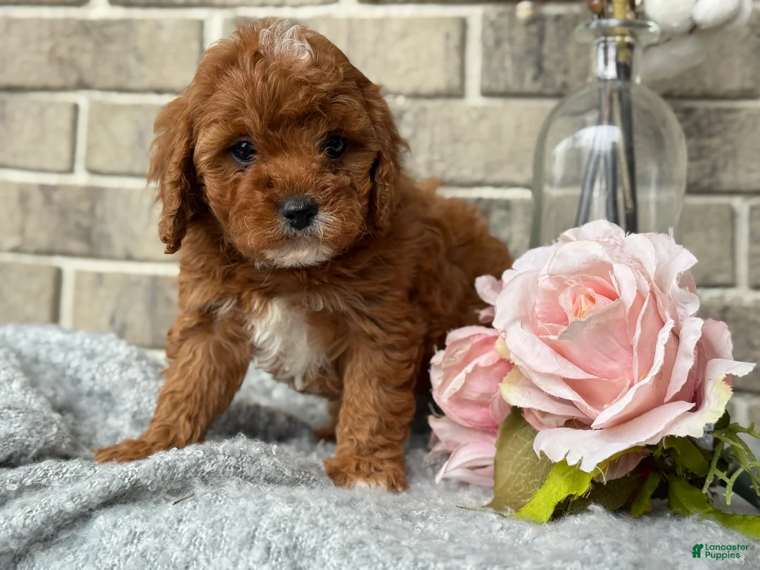 Cavapoo dogs for sale: Kassie - Ad 4