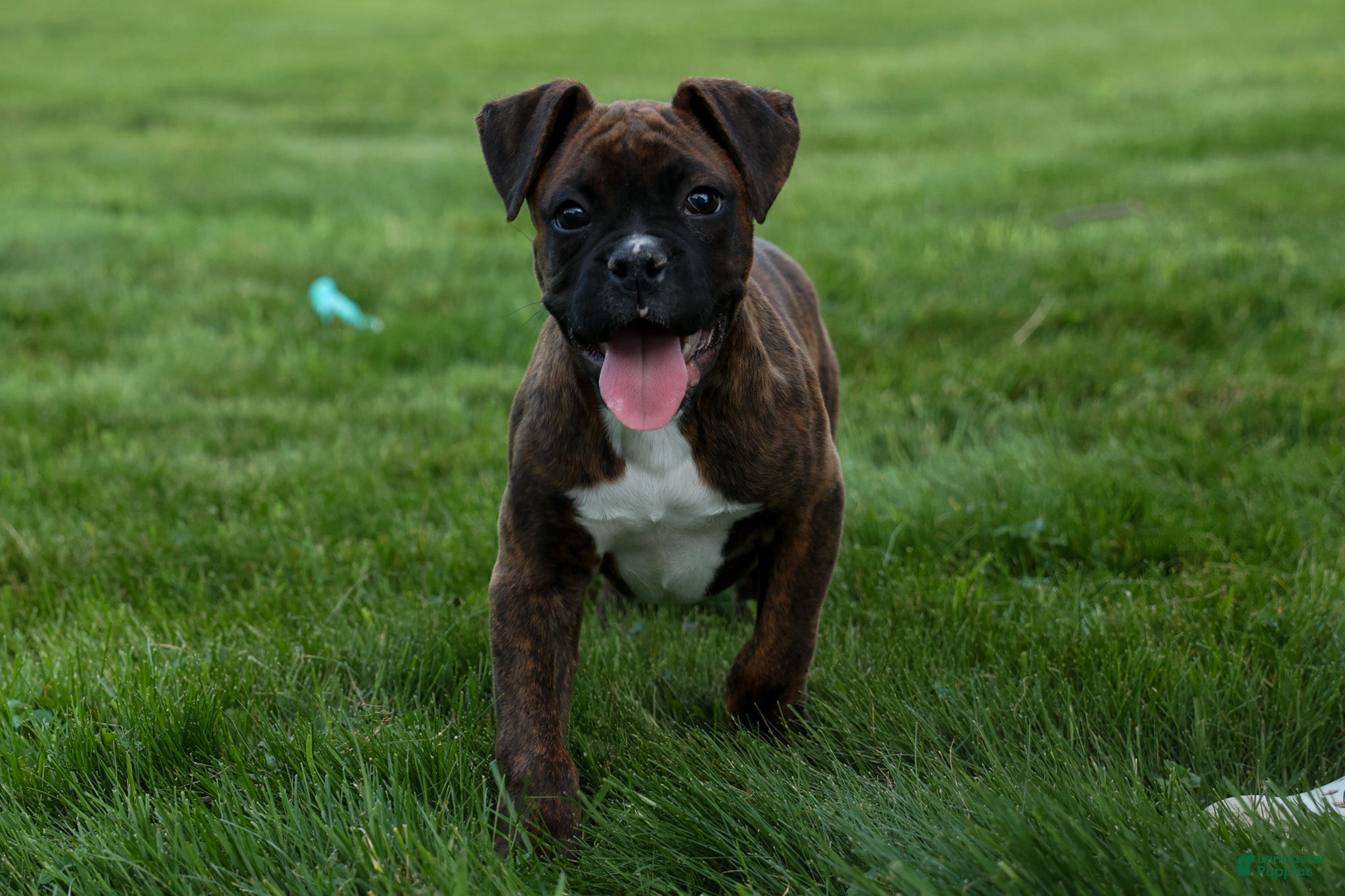 Boxer dogs Striker - Ad 1