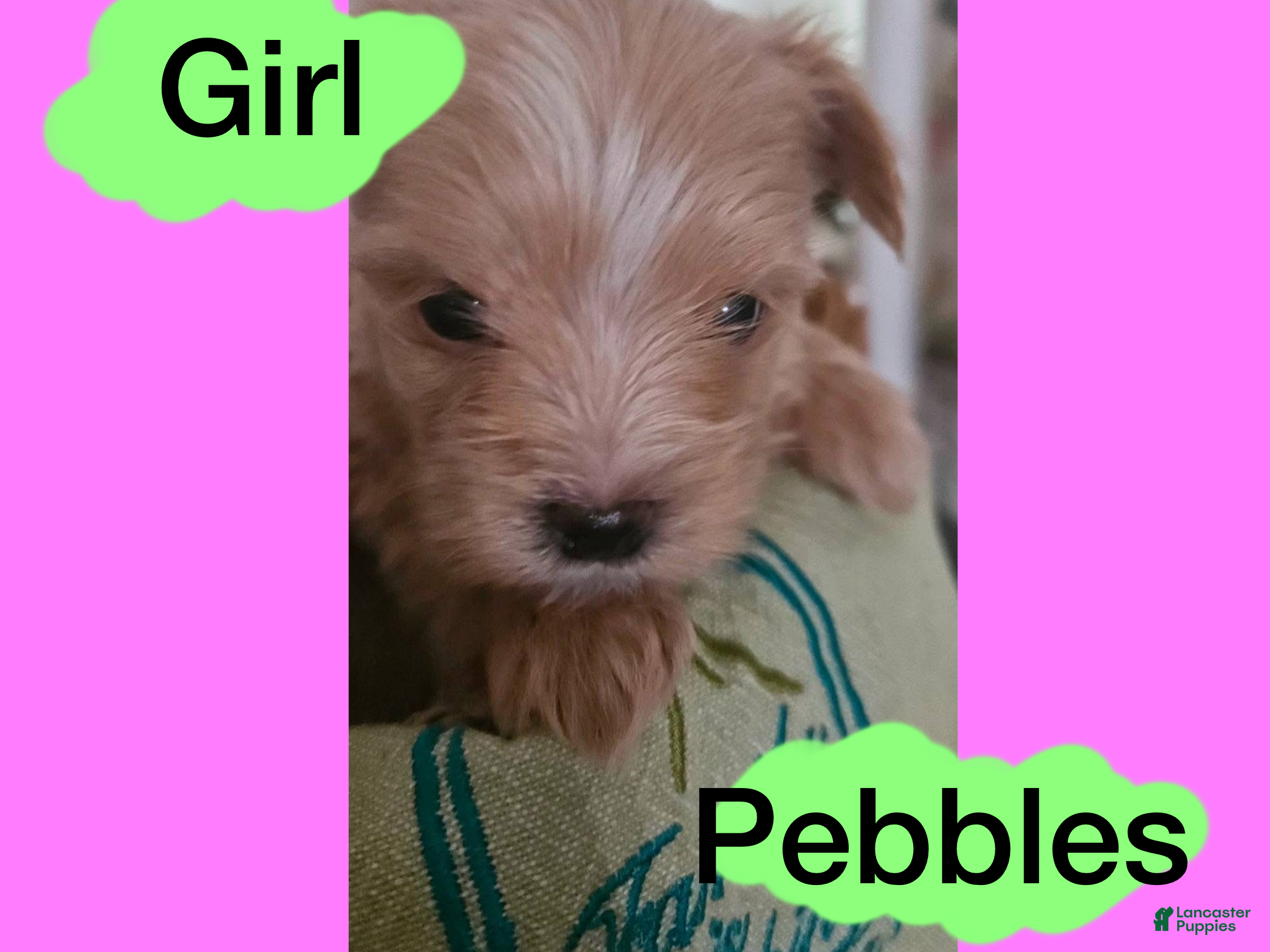 Morkie dogs Morkie Puppy 5 - Ad 36