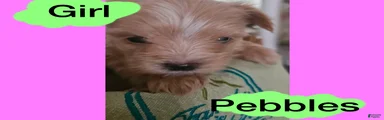 Morkie Puppy 5