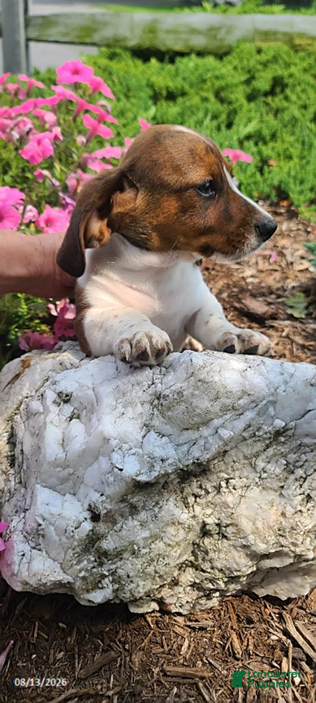 Miniature Dachshund dogs for sale: Duke - Ad 2