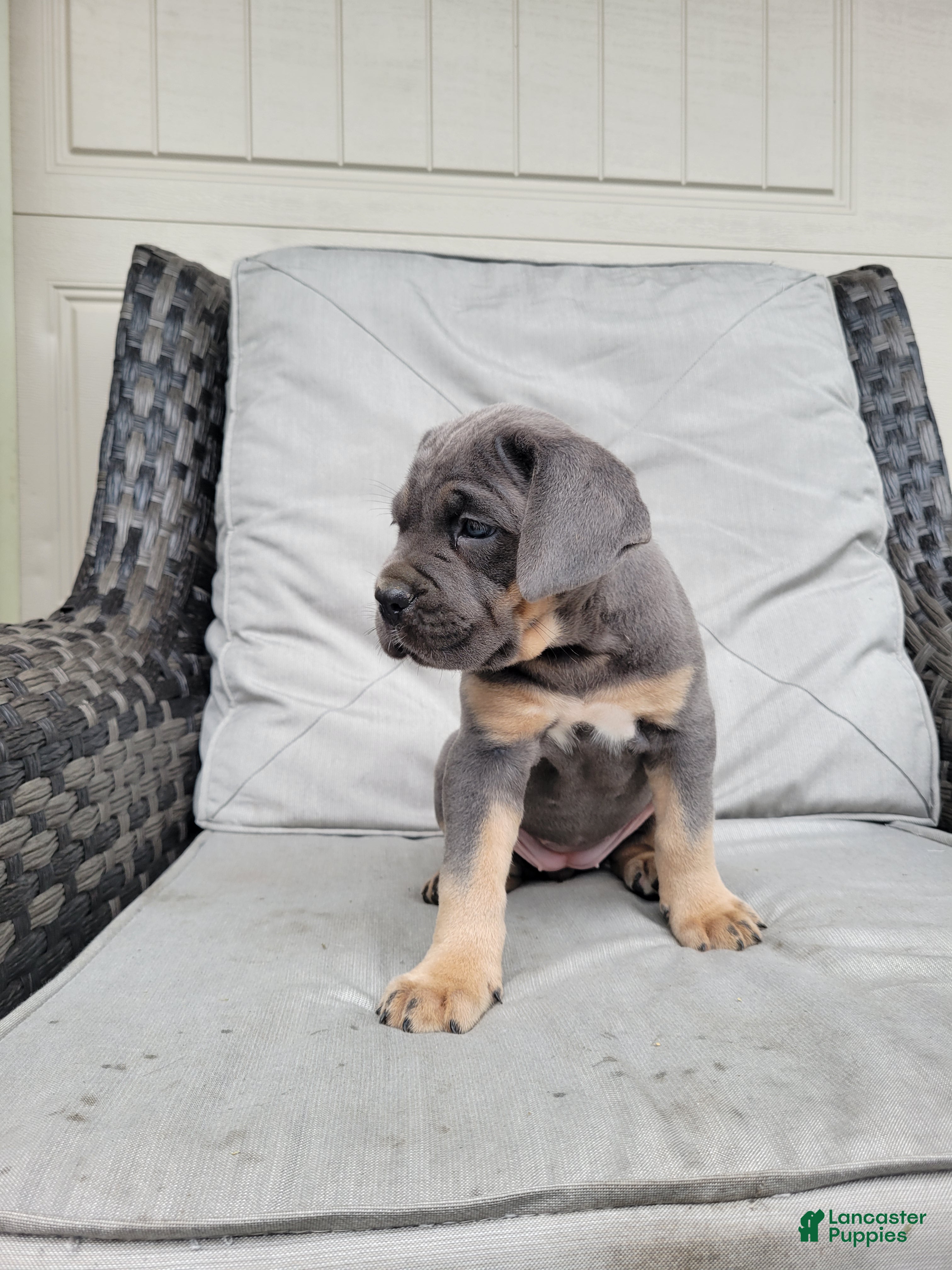Cane Corso dogs Tessa - Ad 1