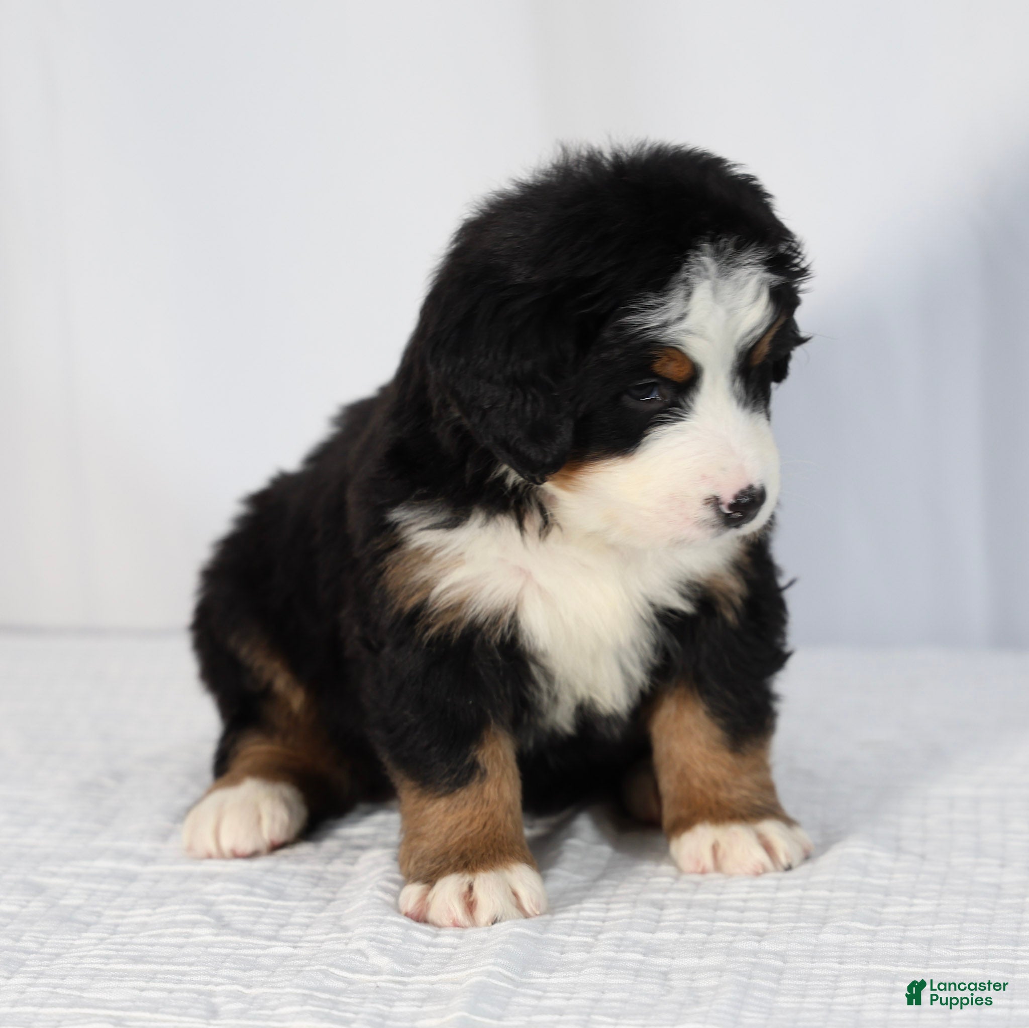 Bernese Mountain Dog dogs Ruby - Ad 2