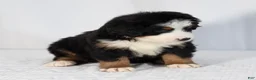 Bernese Mountain Dog dogs for sale: Ruby - Ad 2