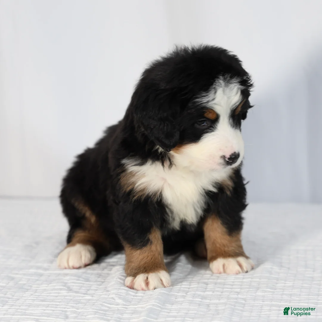 Bernese Mountain Dog dogs for sale: Ruby - Ad 2