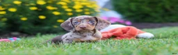 Miniature Dachshund dogs for sale: Precious - Ad 4