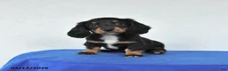 Miniature Dachshund dogs for sale: Molly - Ad 1