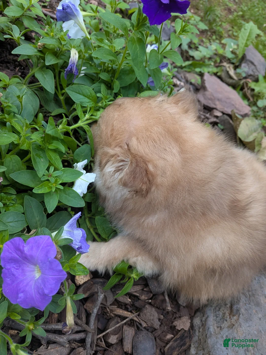 Pomapoo dogs for sale: Pomapoo 1 - Ad 2