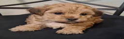 Shihpoo dogs for sale: Hannah - Ad 5