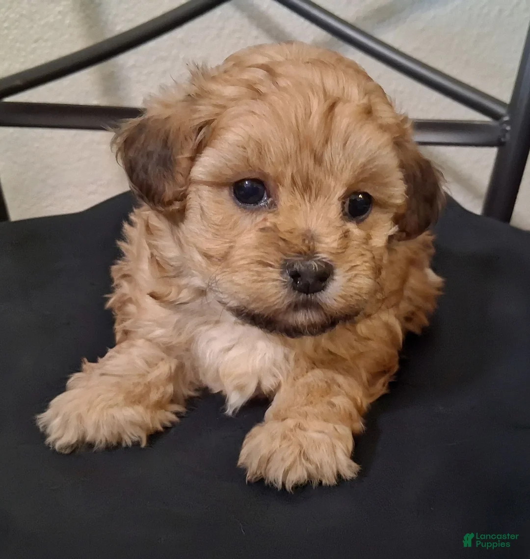 Shihpoo dogs for sale: Hannah - Ad 5