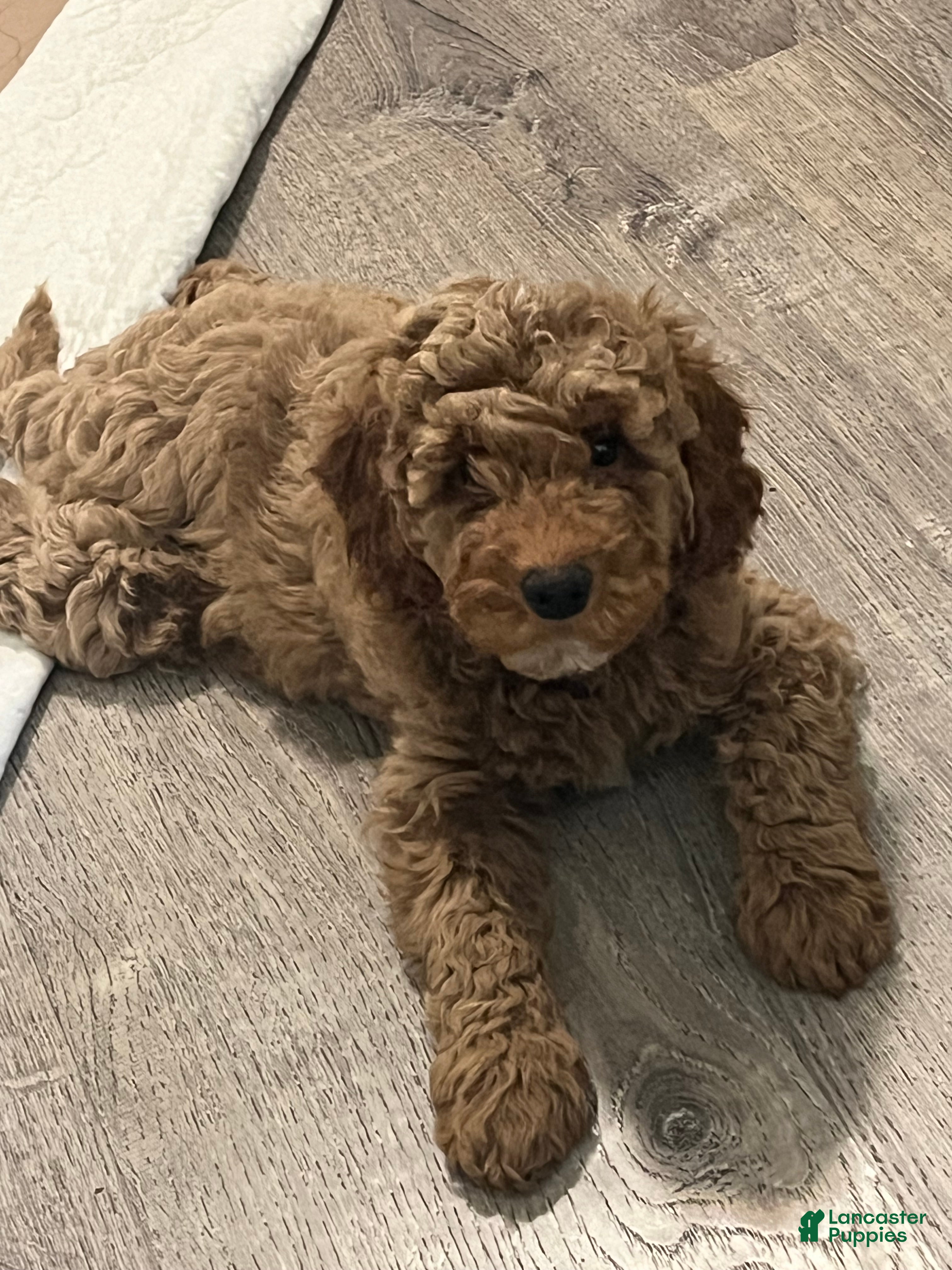 Mini Goldendoodle dogs Nora - Ad 2