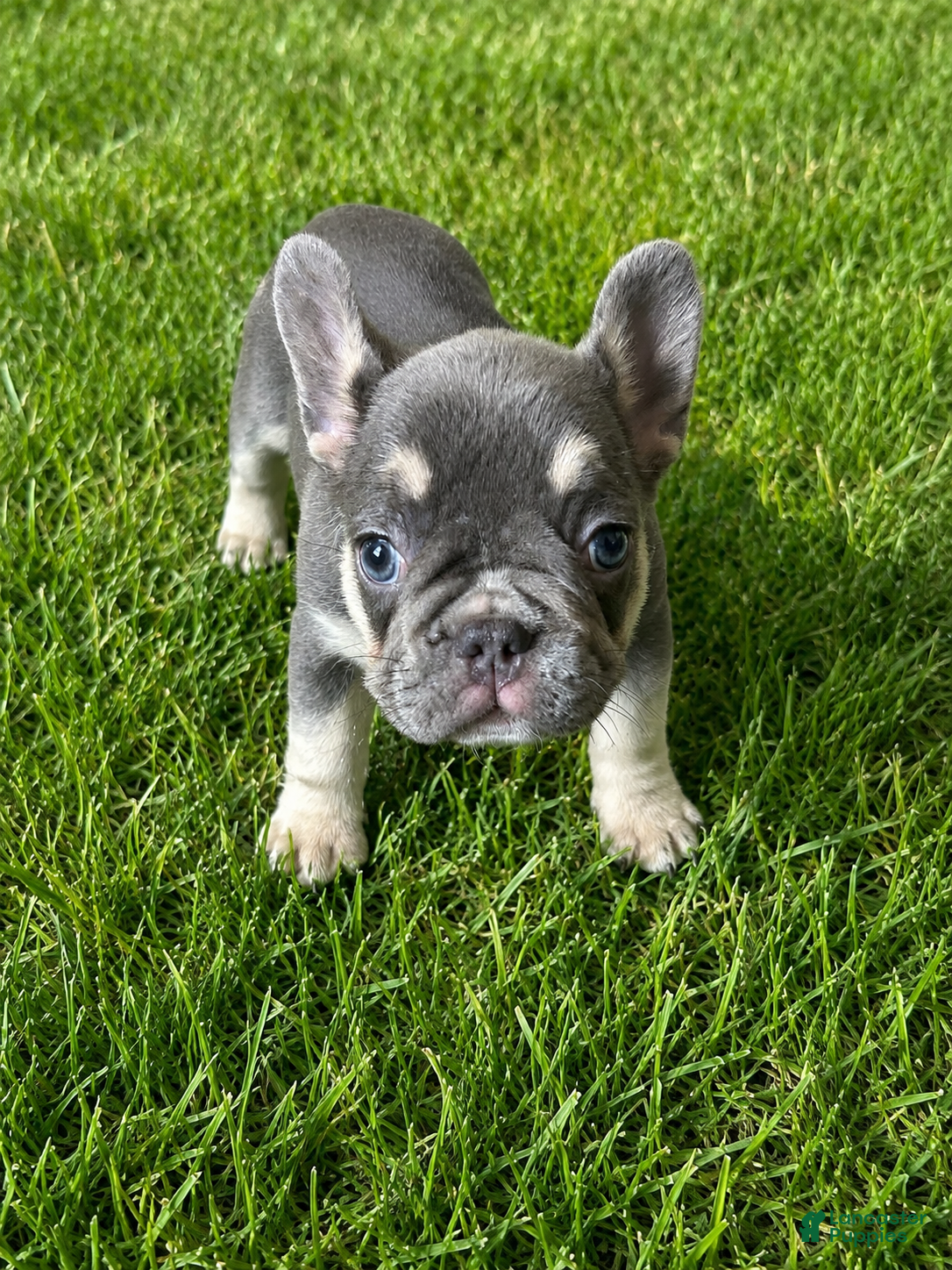 French Bulldog dogs French Bulldog 3 - Ad 2
