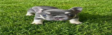 French Bulldog 3
