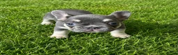 French Bulldog dogs for sale: French Bulldog 3 - Ad 1