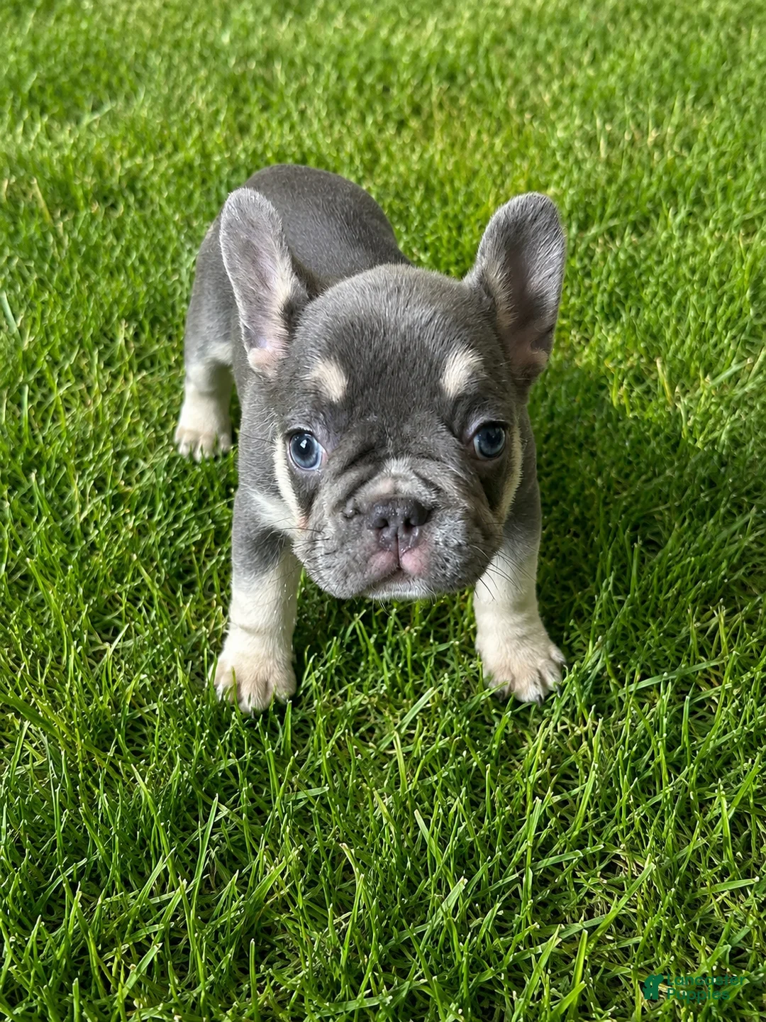 French Bulldog dogs for sale: French Bulldog 3 - Ad 1