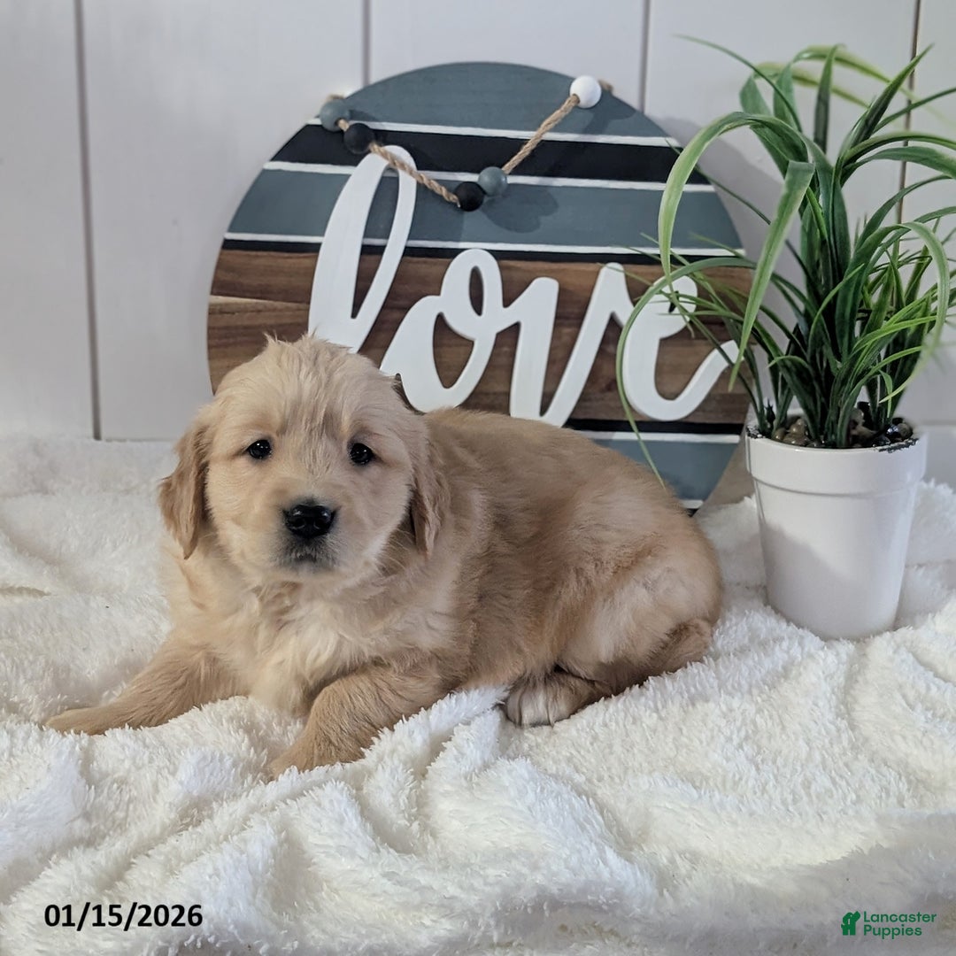 Golden Retriever dogs for sale: Violet - Ad 1