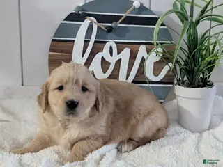 Golden Retriever dogs Violet - Ad 14