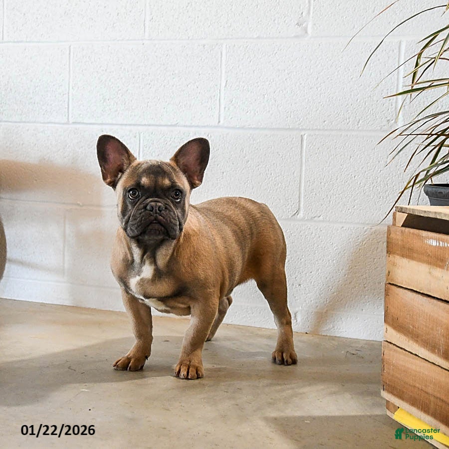 French Bulldog dogs for sale: Bimbo - Ad 2