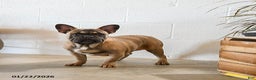 French Bulldog dogs for sale: Bimbo - Ad 1