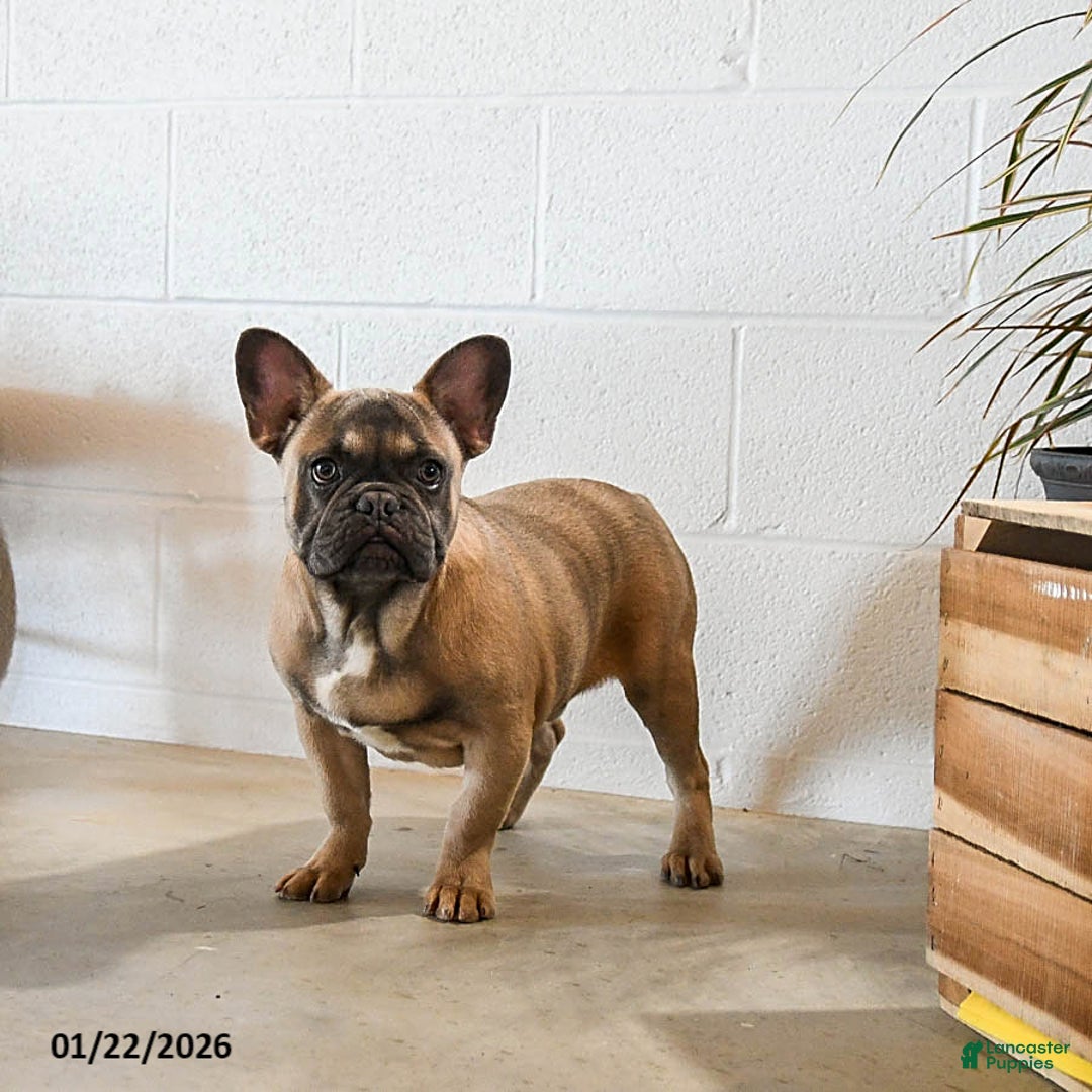 French Bulldog dogs for sale: Bimbo - Ad 1