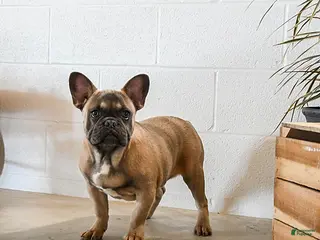 French Bulldog dogs Bimbo - Ad 14