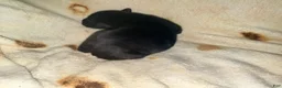 Cane Corso dogs for sale: Sam AKC - Ad 5