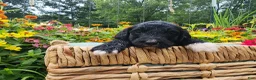Mini Sheepadoodle dogs for sale: Ripley  - Ad 16