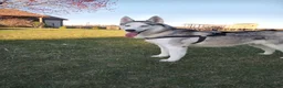 Siberian Husky dogs for sale: Galaxy - Ad 15