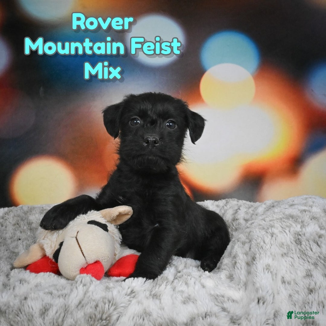 Mixed Breed dogs for sale: Rover - Ad 1