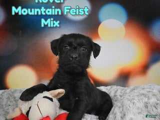 Mixed Breed dogs Rover - Ad 7