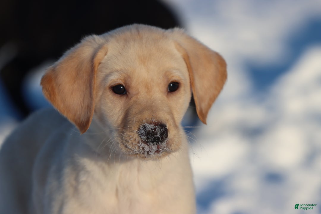 Labrador Retriever dogs for sale: Scout - Ad 2