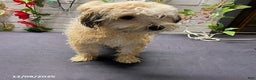 Havapoo dogs for sale: Blondie - Ad 5