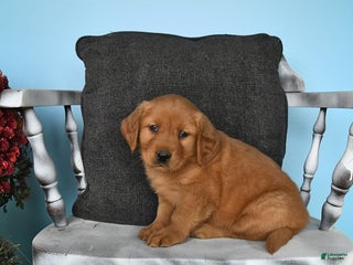 Golden Retriever dogs - Ad 35