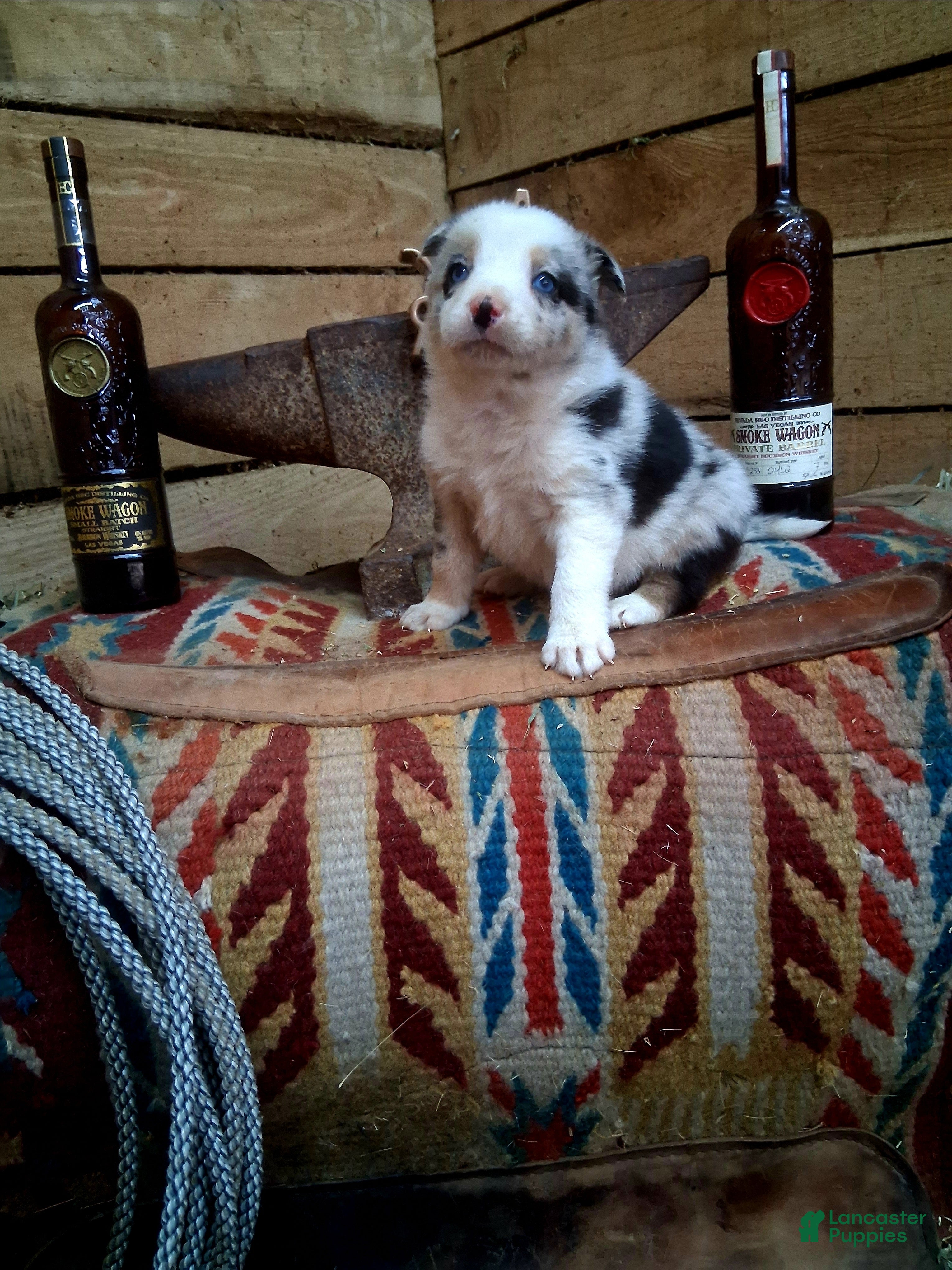 Border Collie dogs Border Collie Puppy 2 - Ad 11