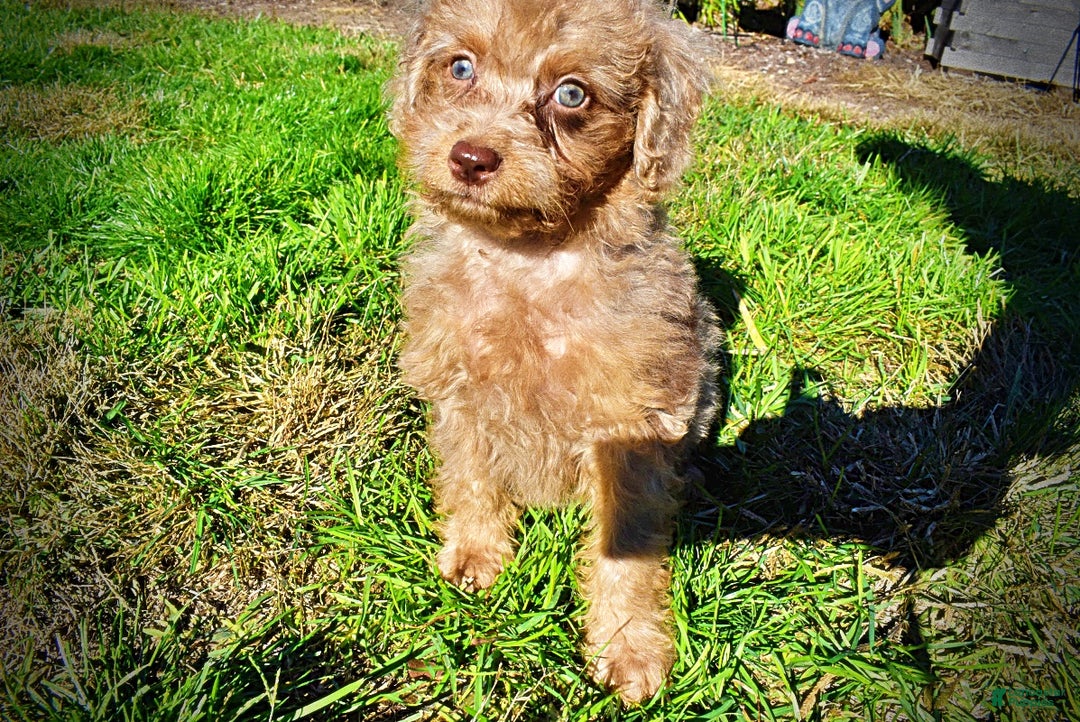 Havapoo dogs for sale: Indigo - Ad 16