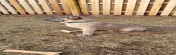 Cane Corso dogs for sale: Cane Corso 2 - Ad 3