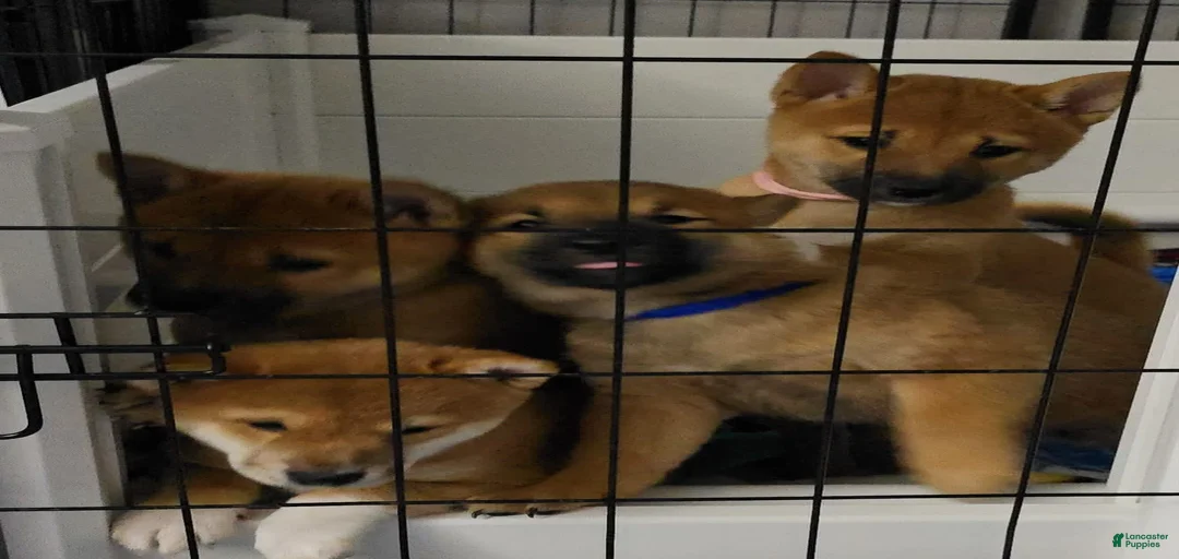 Gallery Image {{count}}