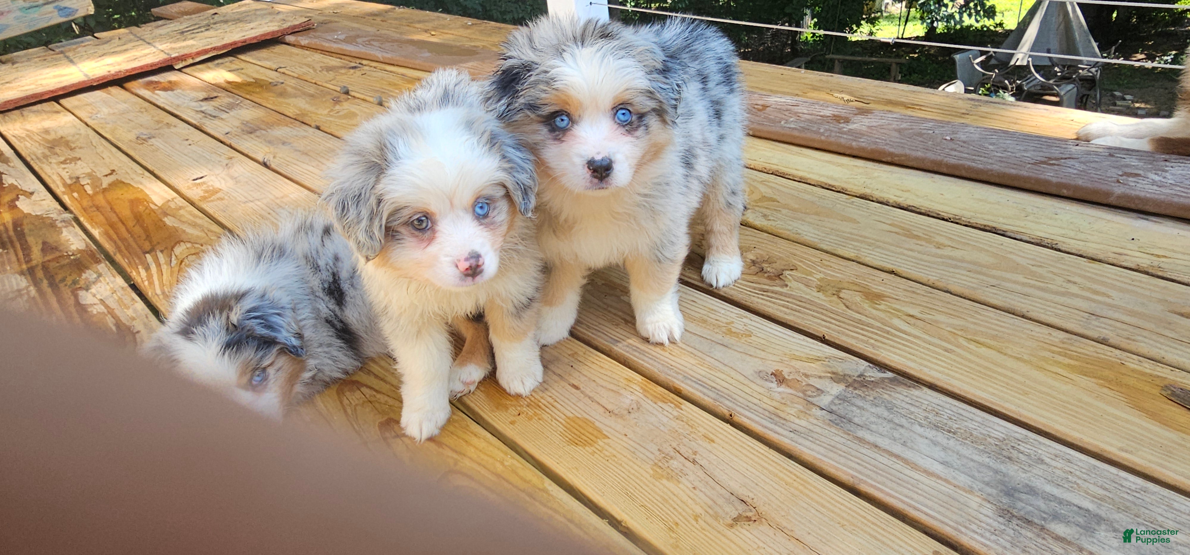 Miniature Australian Shepherd dogs Glacier - Ad 1