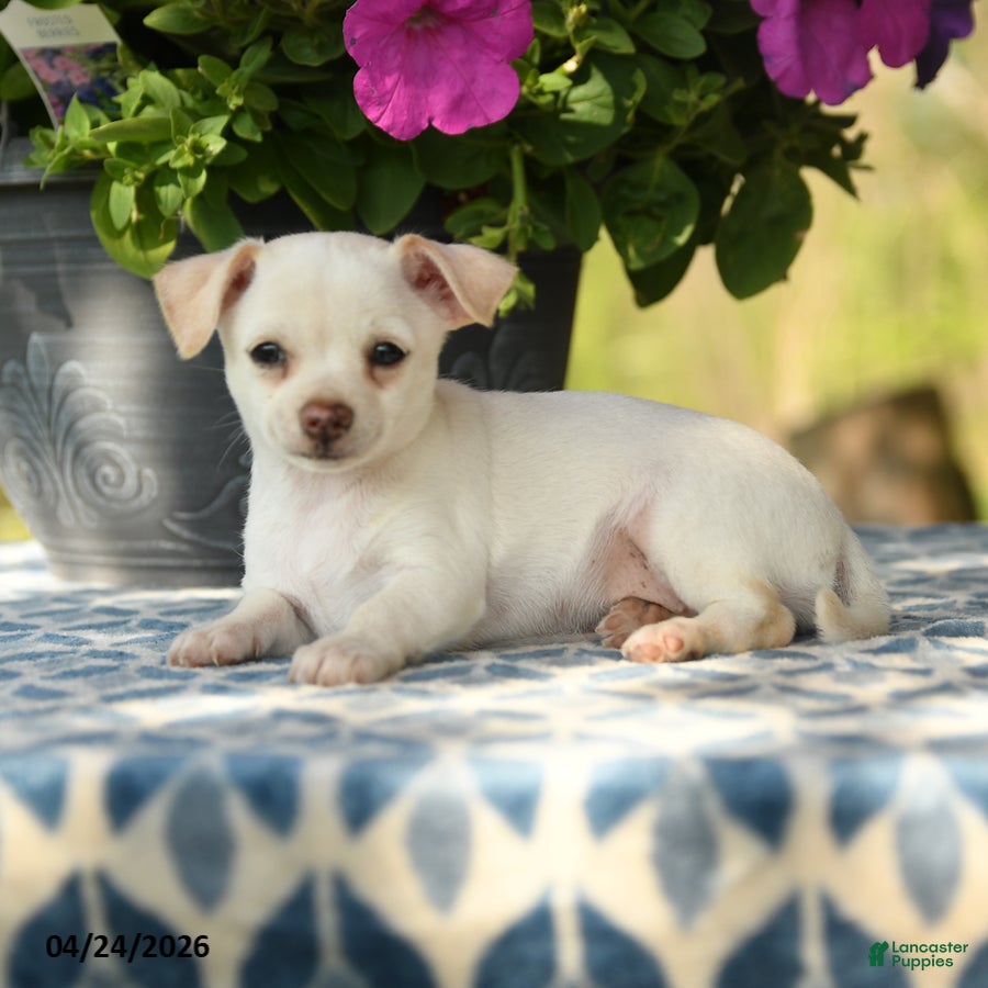 Chihuahua dogs Rasta - Ad 2