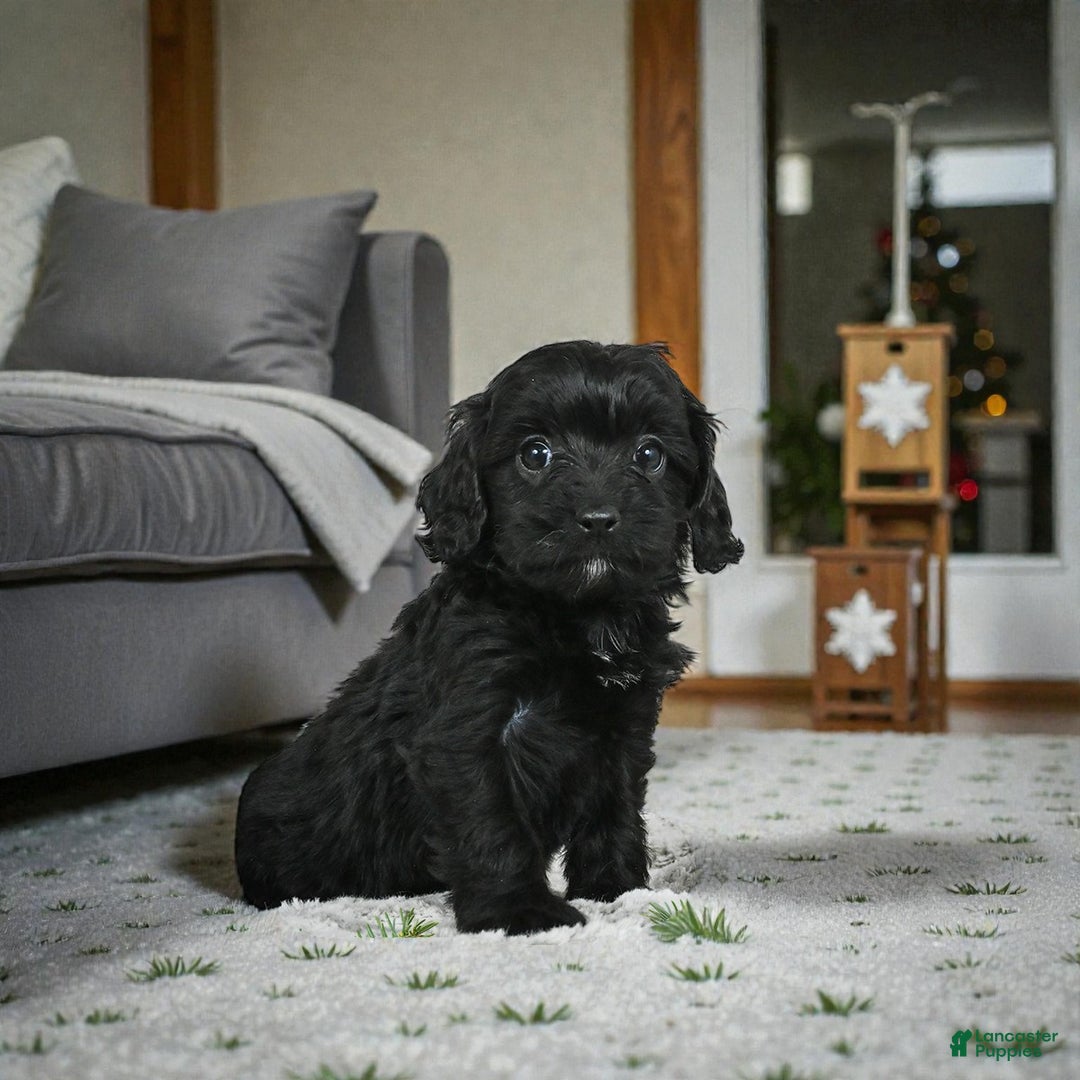 Cavapoo dogs for sale: ADDIE - Ad 3