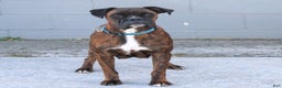 Boxer dogs for sale: Dexter  - Ad 4